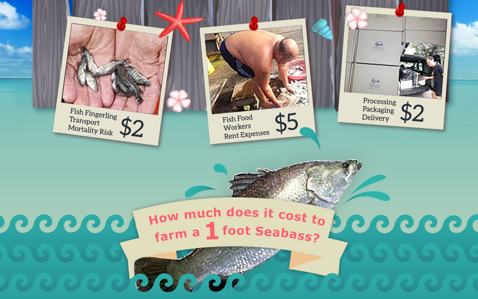 Our cost price of farming a seabass
