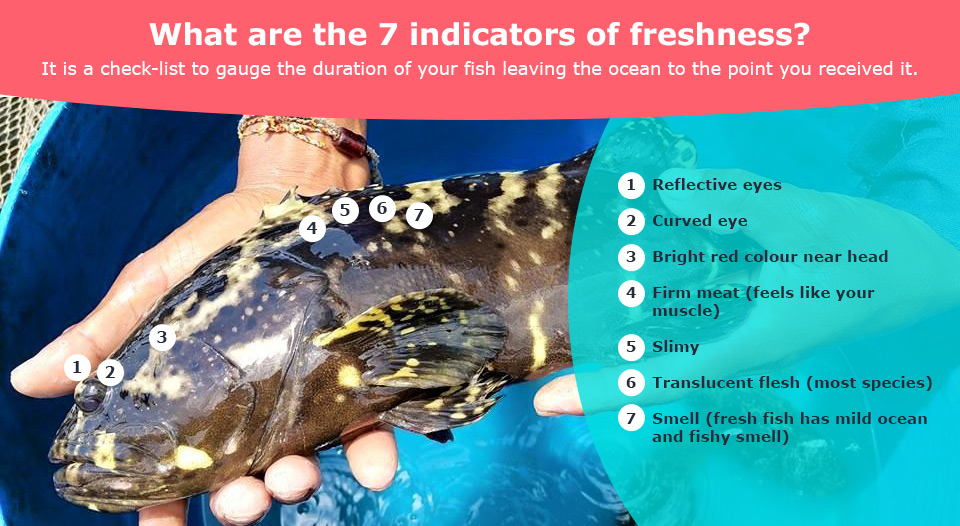 Indicators of seafood freshness