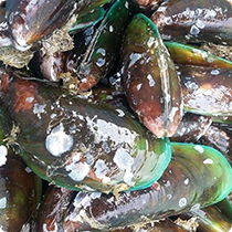 Live Mussels