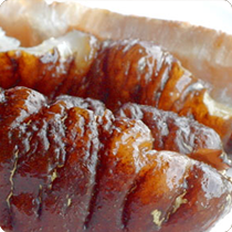 Giant Tiger Sea Cucumber