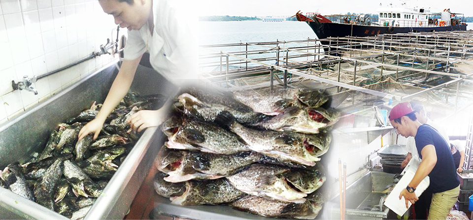 Ah Hua supplies the freshest singapore farmed seafood