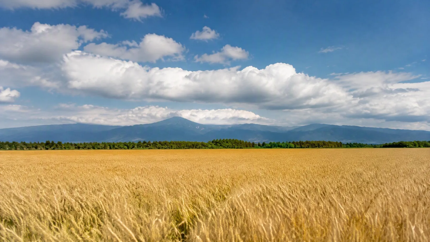 Golden wheat on the Tokachi plain