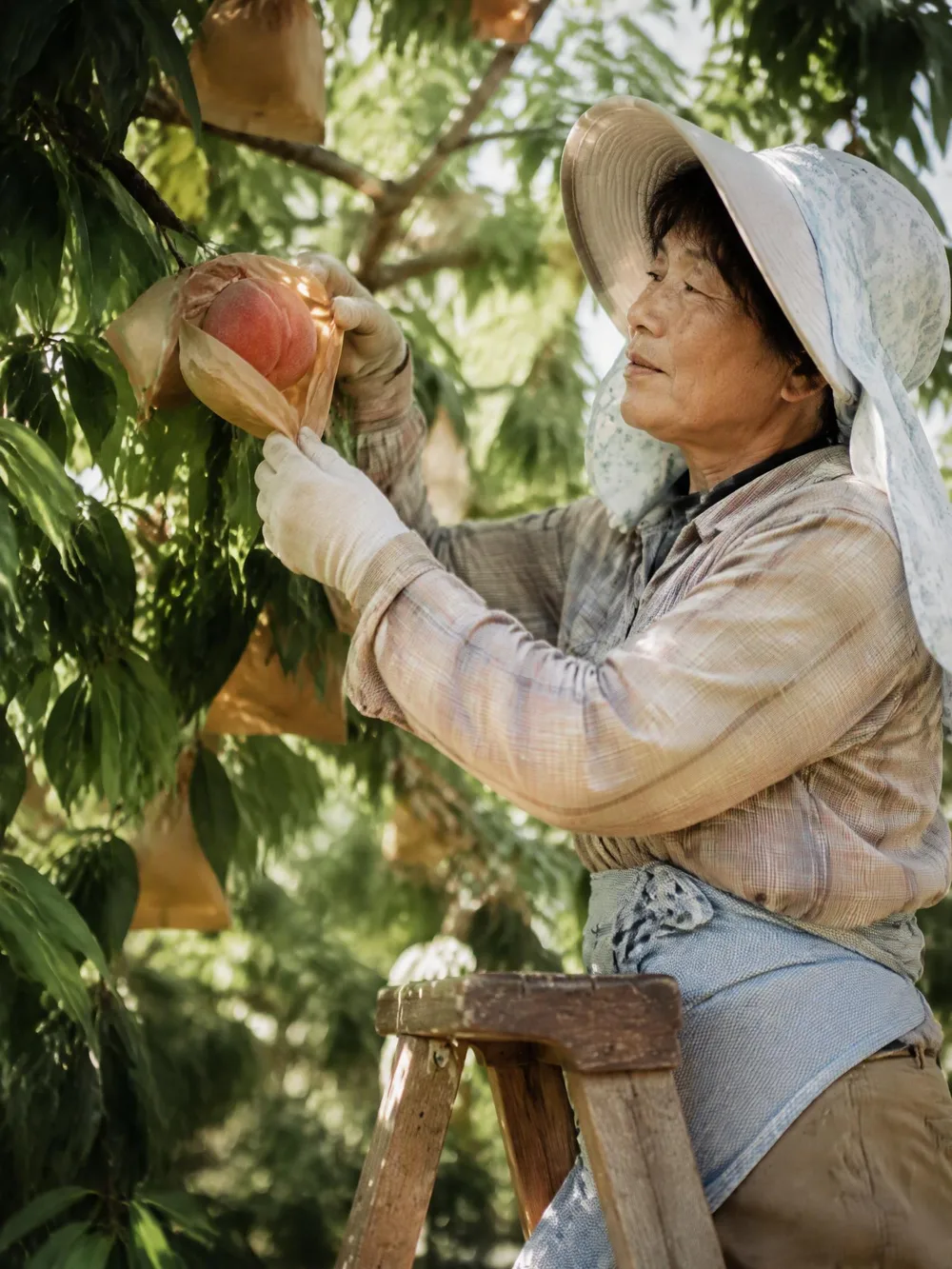 A grower wrapping peaches by hand in Okayama